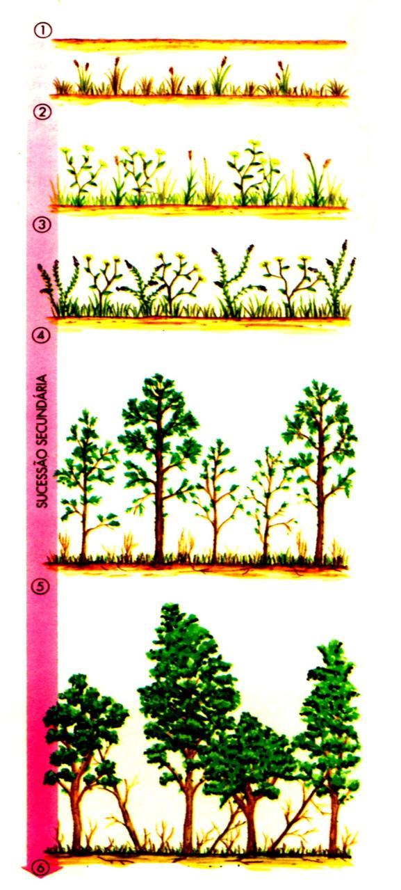 A figura abaixo mostra o processo de sucessão ecológica em um ambiente terrestre. Utilizando-se da figura e dos seus conhecimentos, responda os itens propostos. mata intermediária. solo sem vegetação.