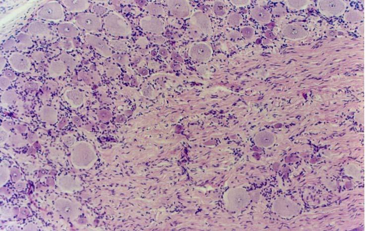 Elas captam estímulos dos ambientes interno e externo e os enviam para o cérebro pelos nervos cranianos ou para a medula espinal pelos nervos espinais. HE. Objetiva de 4x (34x). G. da C. da Silva, T.