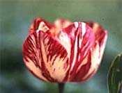 Tulipa variegada,