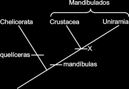 b) possuem exoesqueleto de quitina. c) são vetores de doenças. d) têm aparelho bucal sugador. Questão 19) O esquema abaixo representa um cladograma simplificado dos subfilos viventes dos Arthropoda.