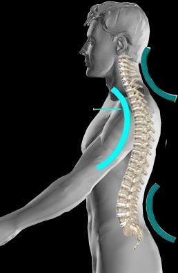 Coluna Vertebral Funções: Postura; Movimento/Locomoção; Proteção.