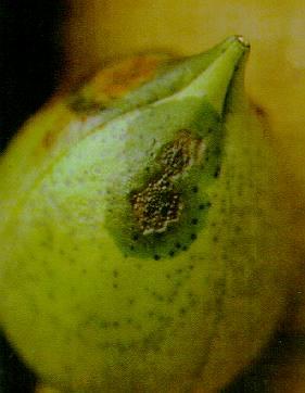 Podridão de Maçãs Quais os agentes causadores de podridão de maçãs? Fungos associados a bactéria (agentes primários) Colletotrichum gossypii associado a X. axonopodis pv.
