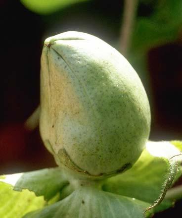 Podridão de Maçãs Causadas