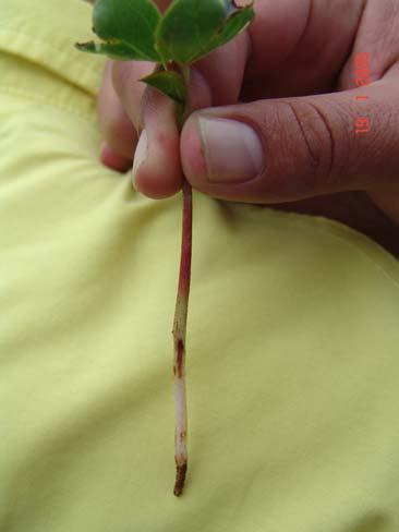 Myrothecium roridum Rizoctonia solani Colletotrichum gossypii