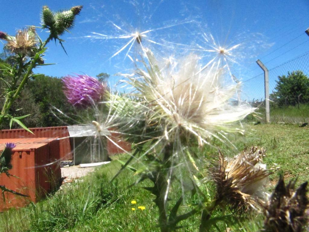 Aquarela: observação das cores do Cardo e da natureza em volta: o violeta da