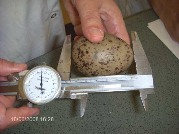 Para esse efeito realizou-se o seguinte teste: cada ovo de gaivota foi colocado num recipiente com água e de acordo com o resultado deste teste verificou-se o seu período de incubação,