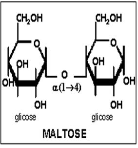 LACTOSE (glicose+galactose) - Formado pela união de glicose e galactose; - É