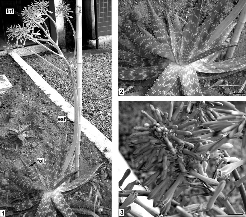 14 LEGENDAS FIGURAS 1-3. Aloe maculata ALL., XANTHORRHOEACEAE: 1. ASPECTO GERAL NO HÁBITO; 2.