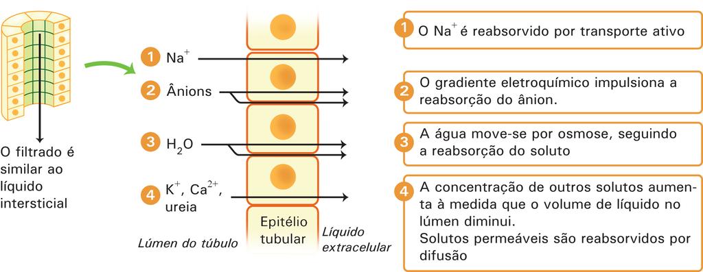 61 Figura 4.11: A reabsorção tubular é mediada pelo sódio. / Fonte: modificado de Silverthorn, 2010. Um mecanismo bastante comum de reabsorção de substâncias no néfron é o transporte ativo secundário.