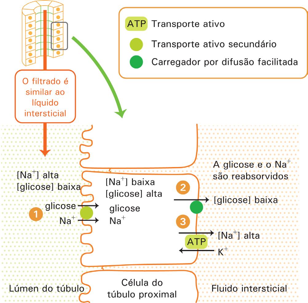 Esse gradiente favorece a entrada de sódio pela membrana apical. Outras substâncias podem então pegar carona com o sódio, utilizando uma proteína cotransportadora presente nessa membrana.