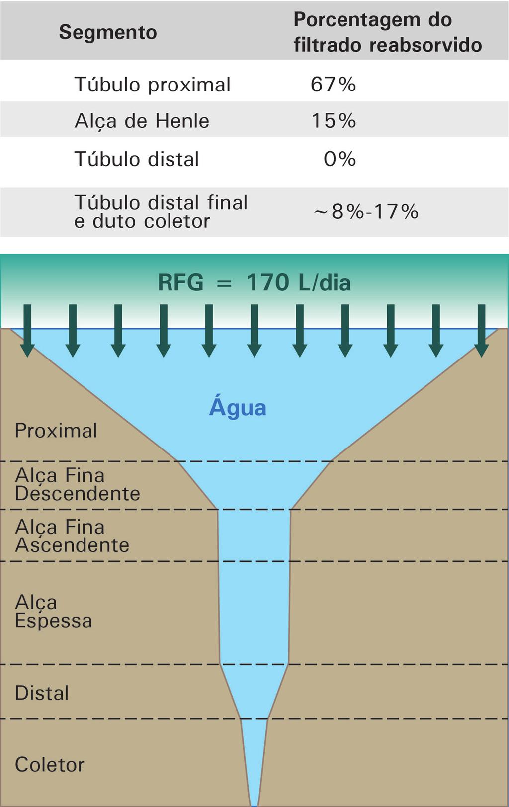 62 Podemos perceber, na Figura 4.13, que a reabsorção de água ao longo do néfron acompanha, geralmente, a de sódio. Existe uma exceção na alça de Henle.