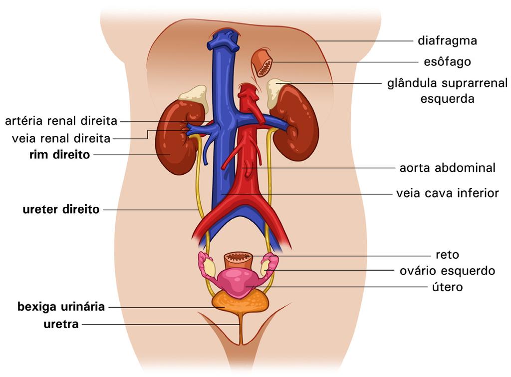 2 Anatomia do sistema renal Localizados logo acima da cintura entre a 12ª vértebra torácica e a 3ª vértebra lombar os rins são estruturas com o formato de um feijão, com a parte côncava voltada para