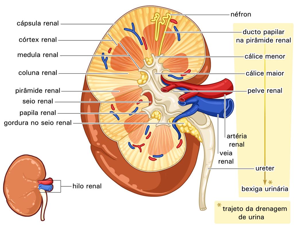 54 Embora pesem menos de 150 gramas cada um, os rins podem receber até 1/4 do débito cardíaco, ou seja, um grande volume de sangue a cada minuto.