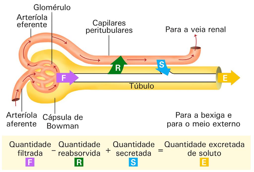 58 Figura 4.7: A excreção é resultante dos processos de filtração, secreção e reabsorção. / Fonte: modificado de Silverthorn, 2010.