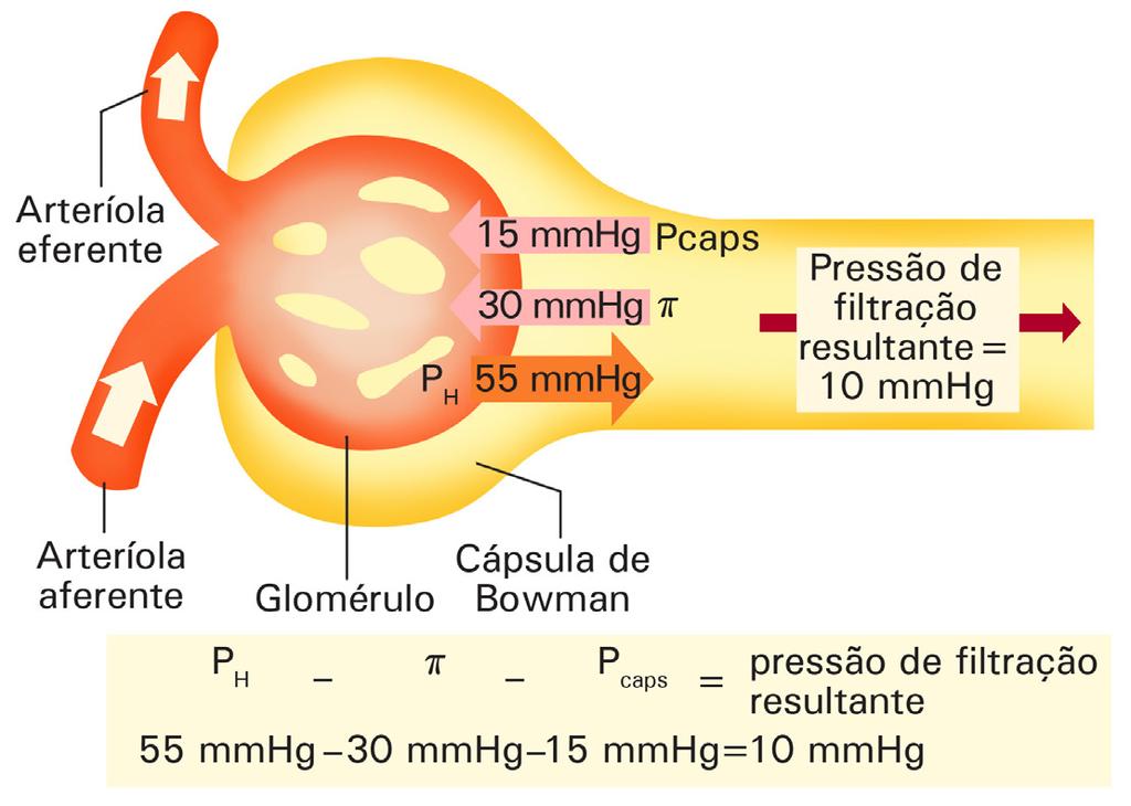 PH = pressão hidrostática do sangue no capilar; Pcaps = pressão hidrostática do filtrado na cápsula de Bowman;