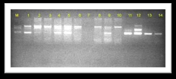 DETECÇÃO DA SÍNDROME DA MANCHA BRANCA o vírus da mancha branca pode estar latente nos animais e não ser detectado por PCR. Um gatilho é necessário para ser exibido.