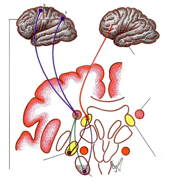 Desenho esquemático da Alça de Associação 1. ( Circuito Associativo 1 ). Globo Pálido Lateral Áreas alvo: Córtex pré-frontal dorso-lateral, com as áreas: 8, 9, 10 e 46 de Brodmann.