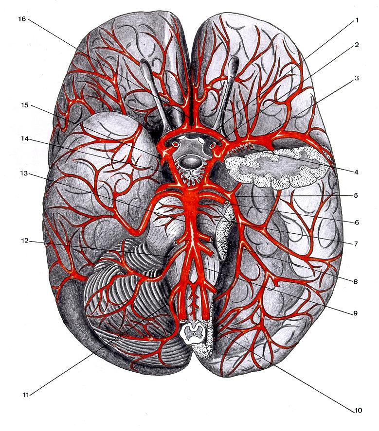 Desenho esquemático de uma preparação anatômica das artérias da base do encéfalo, mostrando a distribuição das mesmas em