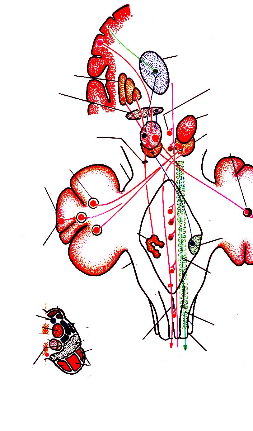 Córtex cerebral:1 Áreas 4 e 5 Tálamo: 3 2. Corpo estriado 4.Locus niger Núcleos de nervos cranianos Neorrúbro Fascículo neorrúbro olivar Núcleo globoso: 5 P.C.S Paleorrúbro Núcleo denteado: 5 Neocerebelo: 5 Núcleos vestibulares Células de Purkinje Complexo Olivar Bulbar inferior: 6, de onde parte o Trato Olivo-espinhal.