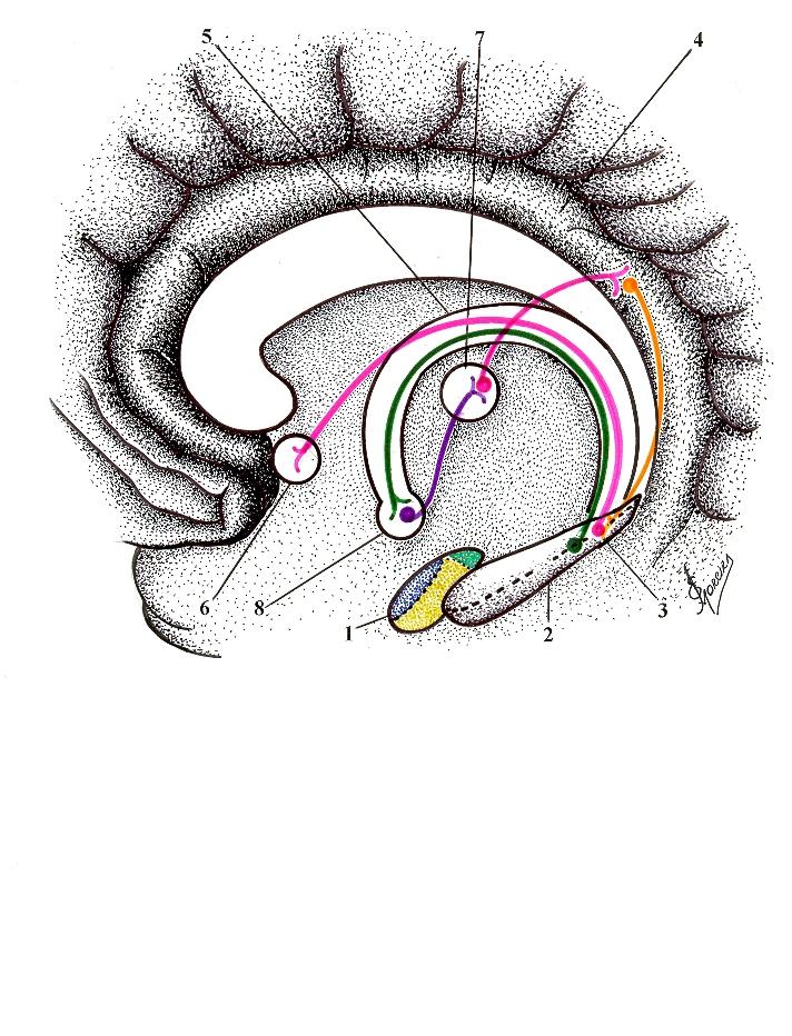 O Complexo Amigdalóide, na localização indicada na figura, corresponde à região mediana do Lobo Temporal, no qual, se encontra ao lado da Formação Hipocampal, bilateralmente, cauda do núcleo caudado