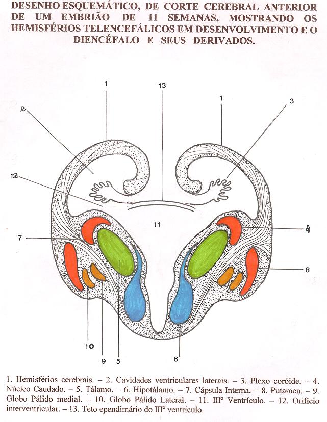 Desenho esquemático de corte Cerebral anterior, de embrião de 11 semanas, mostrando os hemisférios Telencefálicos, em desenvolvimento, seus núcleos da base ( Neoestriado e Paleoestriado ) e o