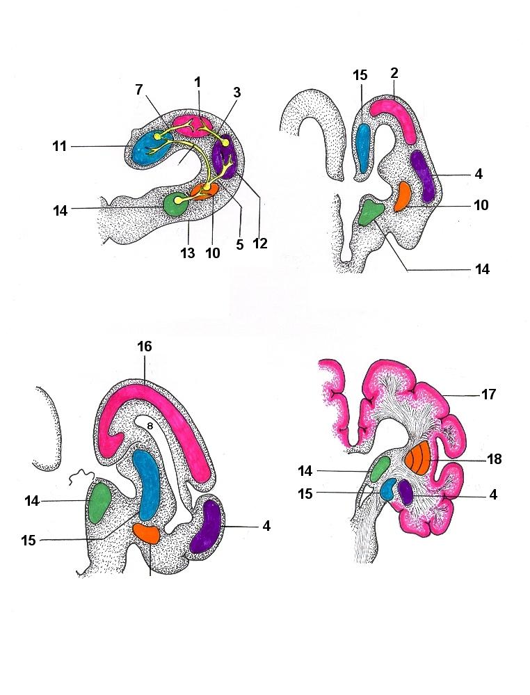Evolução Filogenética dos Gânglios da base ( ou Núcleos da base ), da Formação Hipocampal, da Área Dorsal, : Da Salamandra, passando pelos: Peixes, Répteis, Aves, Macrosmáticos ao Cérebro Humano (