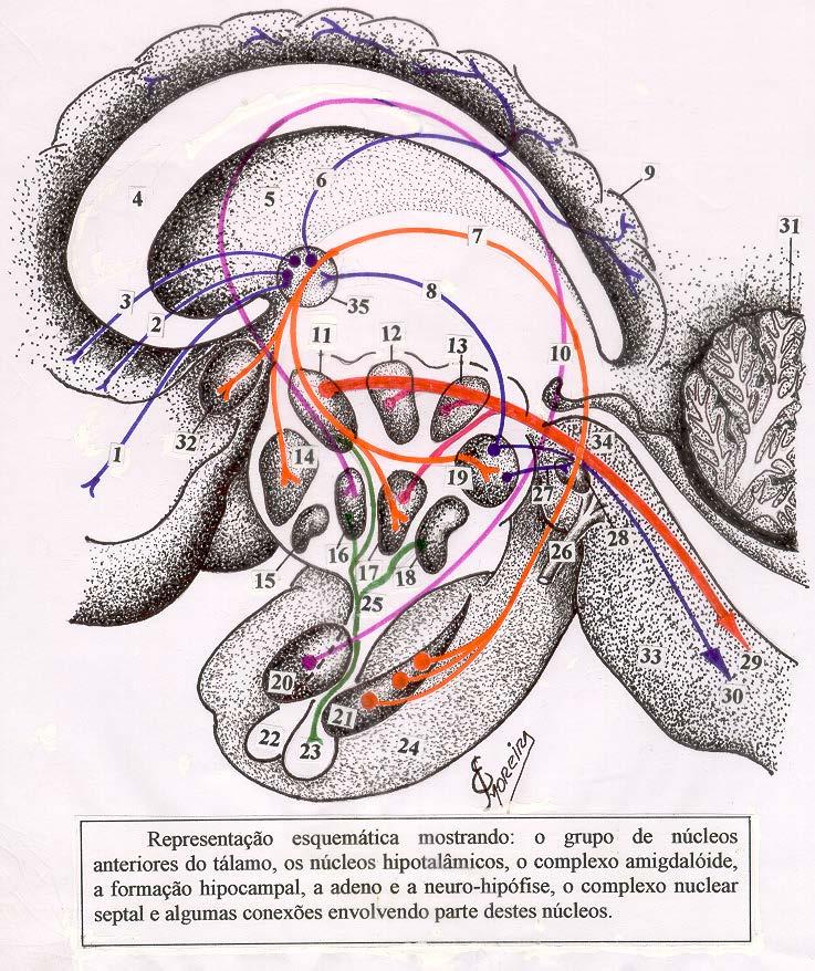 Representação esquemática, em corte sagital mediano, mostrando: O Grupo de Núcleos Anteriores do Tálamo ( 35 ), Núcleos Hipotalâmicos ( 11, 12, 13, 14, 15, 16, 17, 18 e 19 ), o Complexo Nuclear