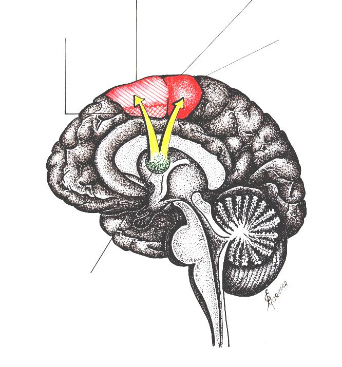 Áreas Corticais Motoras Área Motora Suplementar Área motora suplementar Córtex motor primário Area Motora do Cíngulo Área motora do cíngulo Sulco central Ponte Cerebelo Núcleo ventral anterior do