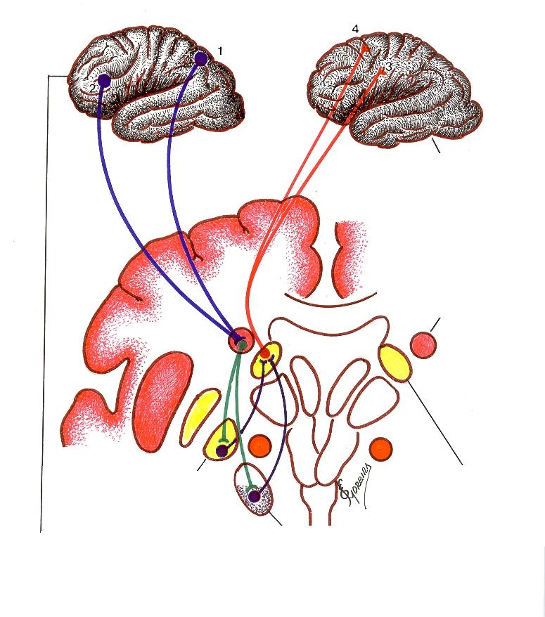 Desenho esquemático da Alça Oculomotora. Alças Oculomotoras Fibras excitatórias.