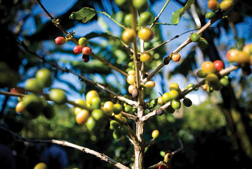 Os incentivos são muitos e os maiores cuidados estão na colheita e pós-colheita do café, que interferem na manutenção da qualidade dos