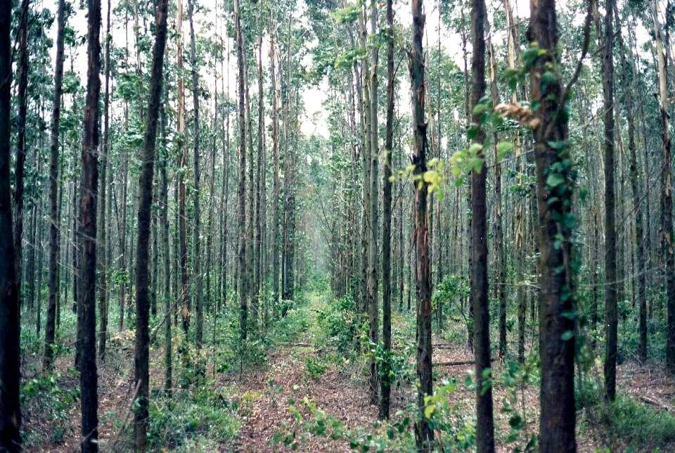 Floresta típica de