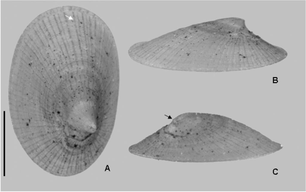 Figure 2. Uncancylus concentricus. Photos of specimen Col. Mol UERJ 7372 b. (A) Dorsal view, (B) left lateral view, (C) right lateral view. White arrow shows the radial lines.