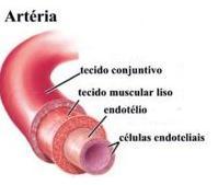 VASOS SANGUÍNEOS Artérias Paredes espessas; Várias camadas de células; Elásticas; Células musculares; Transporta o sangue,