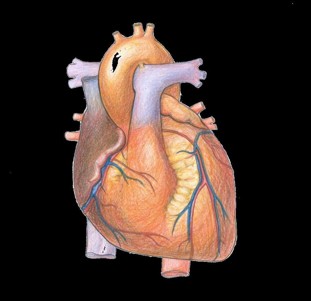 CORAÇÃO Órgão muscular Miocárdio Cavidades superiores Aurículas Cavidades inferiores Ventrículos Artérias Aorta leva sangue arterial para todo o corpo (Grande Circulação) Pulmonar leva sangue