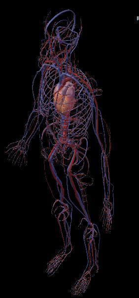 SISTEMA CIRCULATÓRIO É um sistema fechado constituído por: Coração; órgão propulsor; Vasos sanguíneo; asseguram a