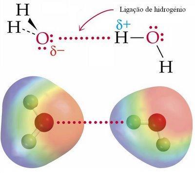 FORÇAS ATRATIVAS PONTE DE HIDROGÊNIO = Força de atração muito forte entre moléculas muito polares, que