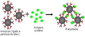 PRINCÍPIO Imunoprecipitação (antígeno x anticorpo sendo um deles marcados com látex). O uso de partículas de látex aumenta a sensibilidade do método.
