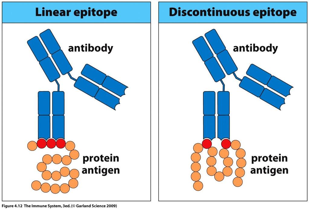 Como escolher anticorpos para serem utilizados no experimento? Qual a natureza da amostra?