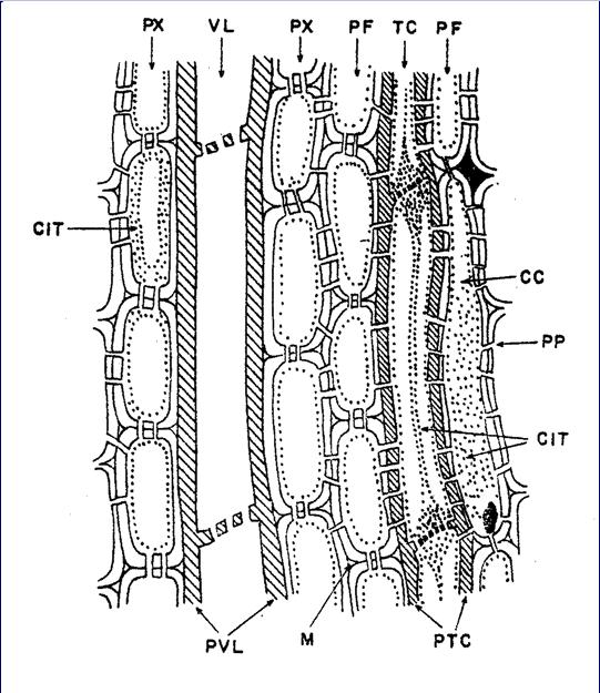 Figura 14- Diagrama mostrando a estrutura dos sistemas de transporte das plantas das plantas.