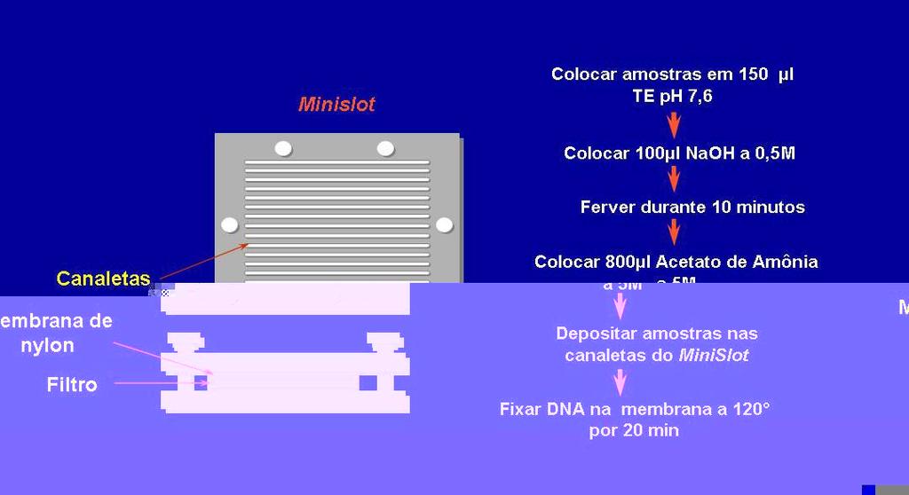 15 Hibridização DNA-DNA As suspensões contidas nos tubos foram fervidas em banho-maria por 10 minutos e, em seguida, neutralizadas pela adição de 0,8 ml de acetato de amônia a 5 M.