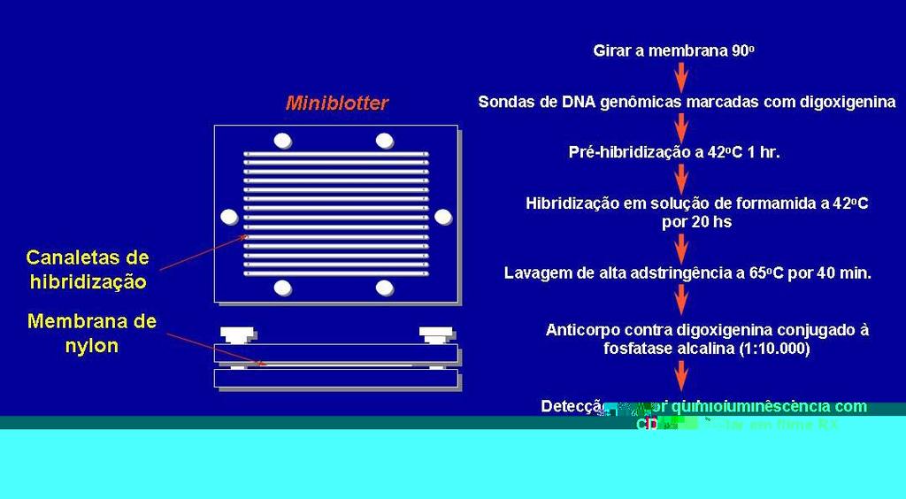 16 Em seguida, a membrana foi posicionada no Miniblotter (Immunetics, Figura 2) com as linhas de DNA perpendiculares às canaletas do aparato.
