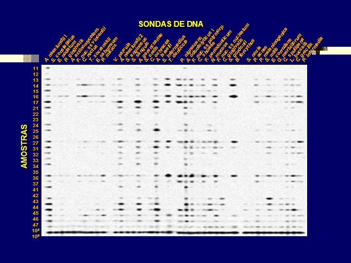 18 Figura 4. Representação esquemática do padrão de hibridização entre as bactérias presentes nas amostras de biofilme e as sondas de DNA (técnica Checkerboard DNA-DNA Hybridization).