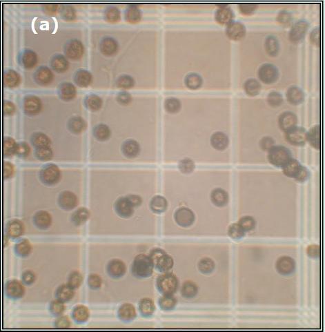 Métodos para a medida do crescimento microbiano