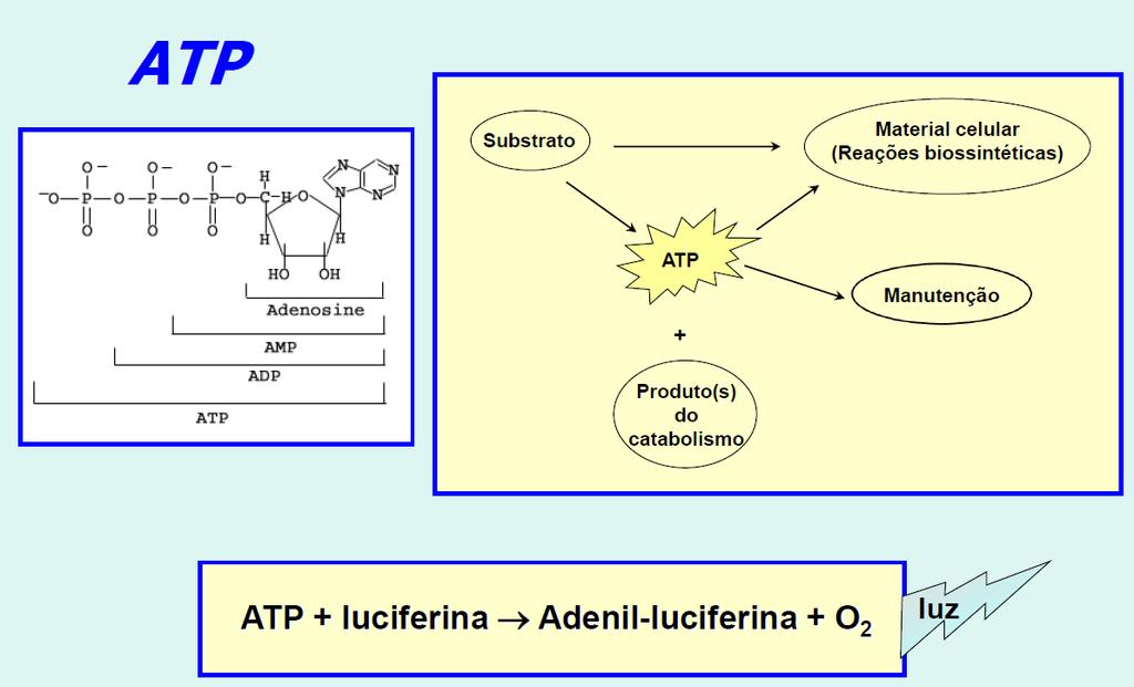 Métodos para a medida do crescimento microbiano Métodos indiretos Luciferina: ácido