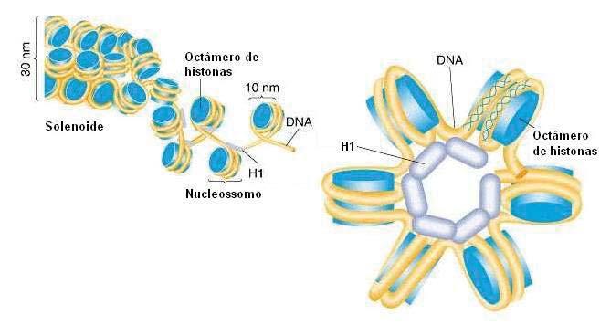 A compactação tem início com o enovelamento do DNA em uma estrutura composta por 8 proteínas, um octâmero de histonas (H2A, H2B, H3 e H4, cada uma em dose dupla).