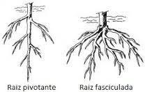 1) SISTEMA RADICULAR PIVOTANTE