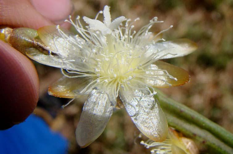 CACTACEAE 30 