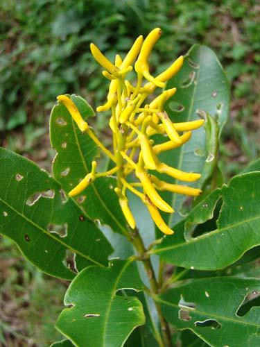 STYRACACEAE M.G.