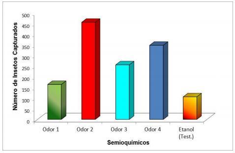 Figura 3: Efeito do semioquímico na captura média de escolitíneos em área de reflorestamento da Copener Florestal LTDA.