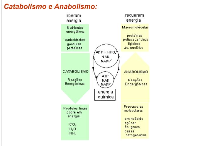 Células Heterotróficas: - Não usa o CO 2 como fonte de C no metabolismo; - Obtém o C do ambiente, na forma reduzida e relativamente